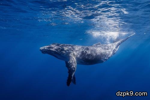 鲸鱼