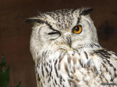 现代扑克的四种玩家流派